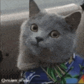 a cat wearing a blue shirt with palm trees on it looks surprised