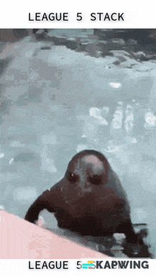 a seal in a pool with the words league 5 stack league 5 kapwing on the bottom