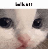 a close up of a cat 's face with the words balls 611 written above it
