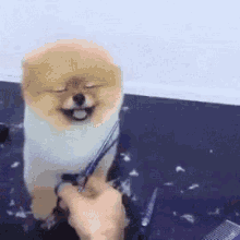 Cute Dog GIF - Cute Dog Trim GIFs