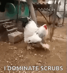 Chicken Giant GIF