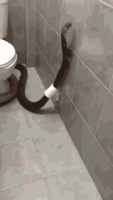 Snake Toilet GIF