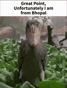 a bird with a large beak is standing in a field with the words " great point unfortunately i am from bhopal "