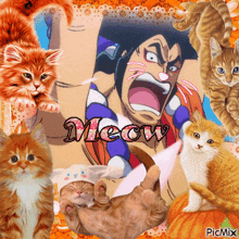 a collage of cats with the word meow on the bottom