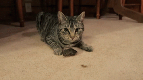 Can Cats Catch Mice Without Front Claws GIF - Can Cats Catch Mice Without  Front Claws - Discover & Share GIFs