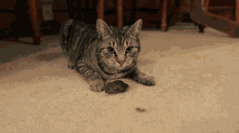 Can Cats Catch Mice Without Front Claws GIF - Can Cats Catch Mice Without Front Claws GIFs