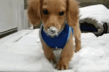 Puppy Playing In Snow GIF - Dog Snow Puppy GIFs