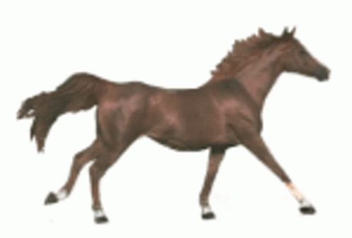 Horse Animated GIF - Horse Animated Gallop - Discover & Share GIFs