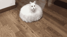 Creepy Cat GIF - Creepy Cat GIFs