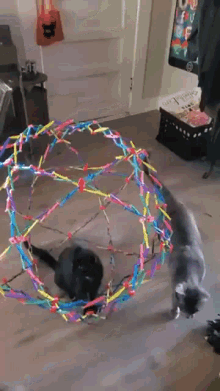 Stinky Cat Gets Stuck In Toy GIF - Stinky Cat Gets Stuck In Toy GIFs