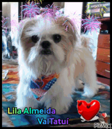 Lila Almeida Dog GIF - Lila Almeida Dog Pet GIFs