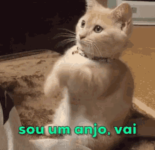Sou Um Anjo / Anjinho / Bonzinho / Gato / Gatinho GIF - Im An Angel Angel Cat GIFs