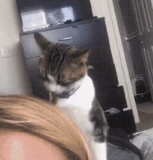 Cat Fail GIF - Cat Fail Lick GIFs