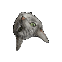 Cat Cat Head Sticker