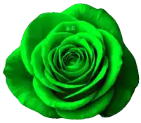 a close up of a green rose with the letters a.c on it
