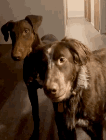 Dogs Crazy GIF - Dogs Crazy Circles GIFs