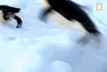 Fleeing Penguins GIF - Foreveralone Seal Penguins GIFs