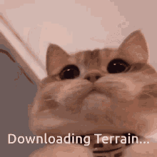 downloading terrain cat funny new