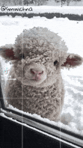 a sheep looking out of a window with a tiktok watermark
