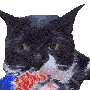 a black and white cat is eating a piece of meat from a can .