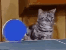 Cats Tag GIF