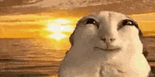 a close up of a rabbit 's face with the sun behind it .