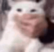 a blurry picture of a person holding a white cat with a pink nose .