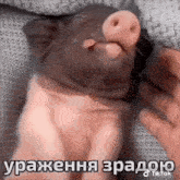 Pig Zrada GIF - Pig Zrada GIFs