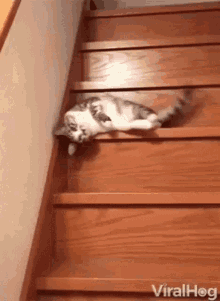 cat stairs going down lazy