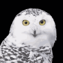 Torak Owl GIF - Torak Owl GIFs