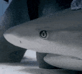 Carribean Reef Shark Shark Petting GIF