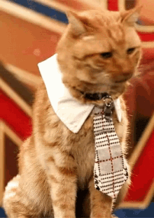 Business Cat Goose The Cat GIF - Business Cat Goose The Cat Captain Marvel GIFs