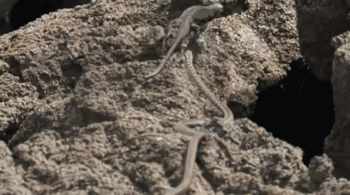 snake-lizard.gif