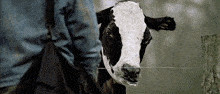 a black and white cow standing next to a man