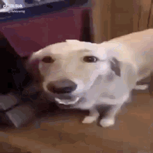 Butta Dog GIF - Butta Dog GIFs