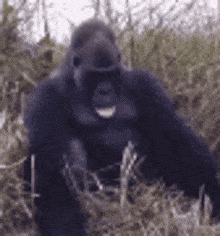 горрила упала горилла в шоке GIF - горрила упала горилла в шоке горилла рофл упала GIFs