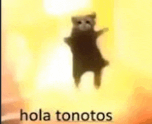 a cat is jumping in the air in front of a yellow background with the words hola tonotos .