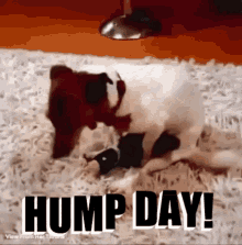 dog cute hump day wednesday pet