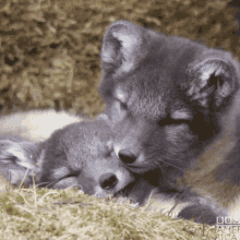 wolf animal cuddles love sweet