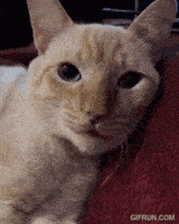 a close up of a cat laying on a red blanket with gifrun.com written on the bottom