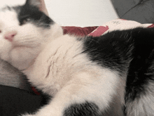 Cuddle Cat GIF - Cuddle Cat GIFs