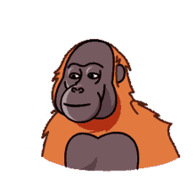 orangutan orang