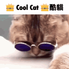 Cool Cat Cat Cool GIF - Cool Cat Cat Cool Epiccat GIFs