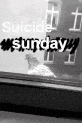 a black and white photo of a pigeon looking out a window with the words suicide sunday written above it