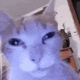 a close up of a cat 's face with purple eyes and a purple background .