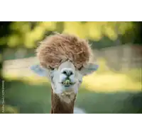 a close up of an alpaca 's face with a funny haircut