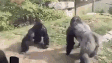 Gorilla Fighting GIF - Gorilla Fighting Ape GIFs