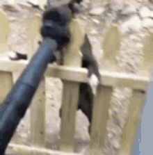 Blower Fence GIF - Blower Fence Dog GIFs