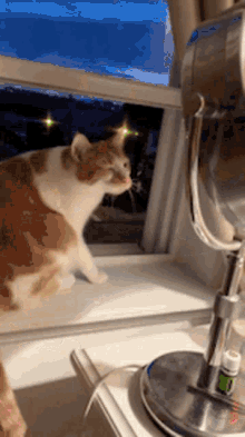 Cat Meow GIF - Cat Meow Mirror GIFs