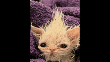Wisp Ugly Cat GIF